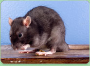 rat control Eastcote